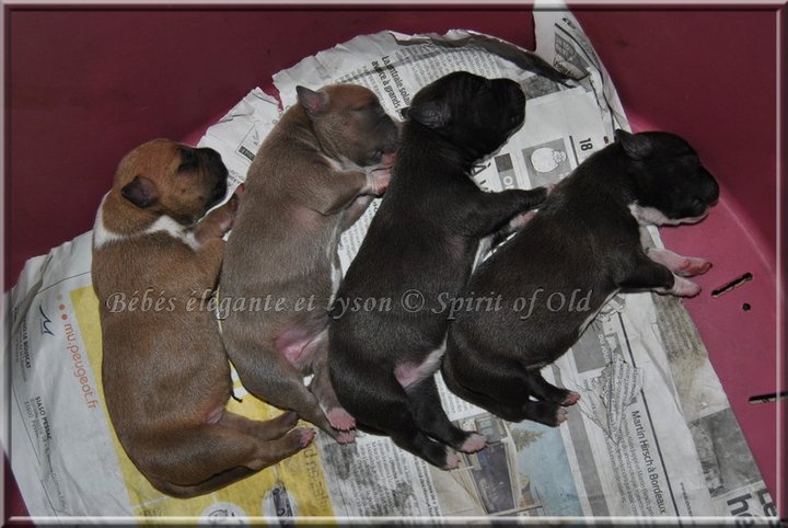 chiot American Staffordshire Terrier Spirit of old
