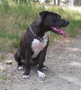 Spirit of old Gold rush black