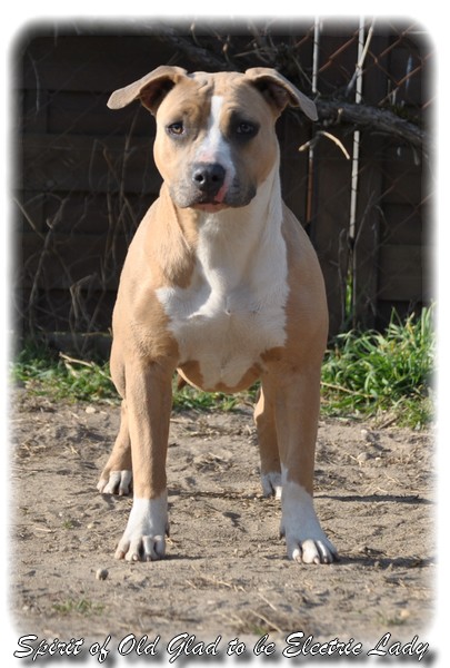 Spirit of old Glad to be electric lady