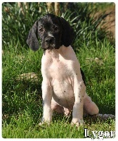 CHIOT